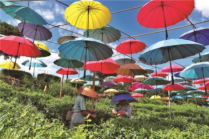 Los agricultores recogen hojas de té en la aldea de Jinhua, condado Meitan de la provincia de Guizhou, suroeste de China, el 25 de julio de 2019. Las plantaciones de té, además del turismo, han ayudado a los aldeanos a ganar tres veces más que con el cultivo de pimientos, tomates y otros vegetales. [Foto de Zeng Jia / para China Daily]