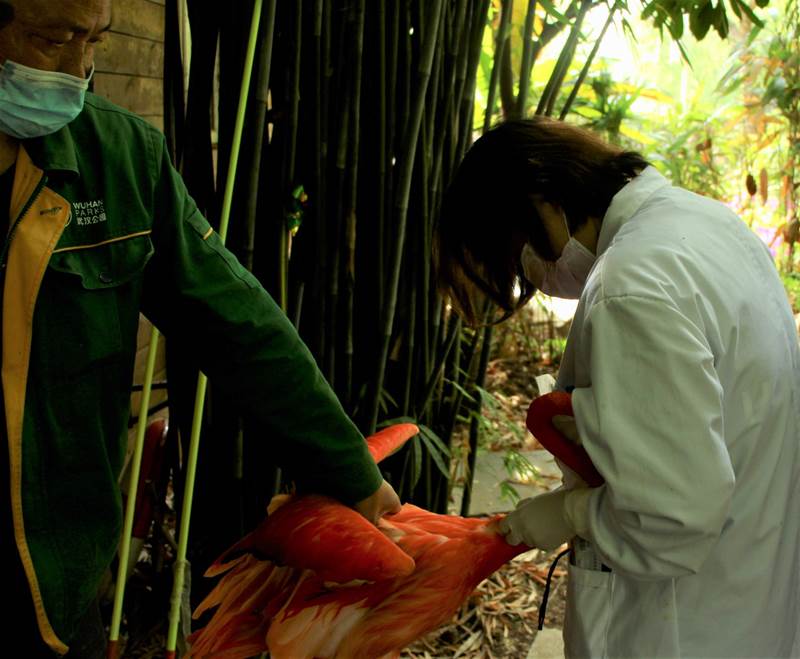 Personal del Zoológico de Wuhan revisa los flamencos y les proporciona vacunas. [Foto: proporcionada a China Daily]