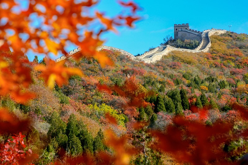 Colores cambiantes del otoño en Beijing. [Foto: He Jianyong/ Chinadaily]