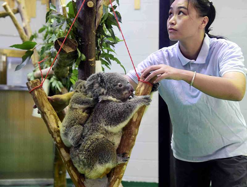 Un koala y su bebé residen en el Zoológico Forestal de Hongshan . (Foto: China Daily)