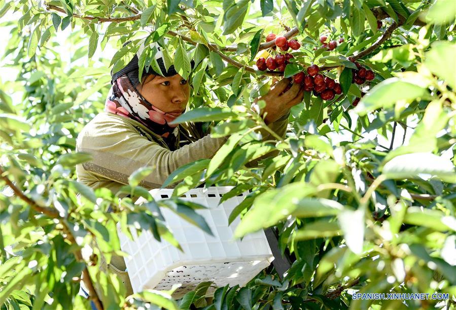 SANTIAGO, 18 diciembre, 2019 (Xinhua) -- Imagen del 5 de diciembre de 2019 de un agricultor recolectando cerezas en la Finca Chicauma, en la comuna de Lampa, en Santiago, Chile. El 88 por ciento de las cerezas chilenas de exportación se enviaron a China en la temporada 2018/2019, lo que convirtió al país asiático en el principal destino de la fruta, un fenómeno que, según la Asociación de Exportadores de Frutas de Chile, se mantendría en 2020 con cifras históricas. (Xinhua/Jorge Villegas) 