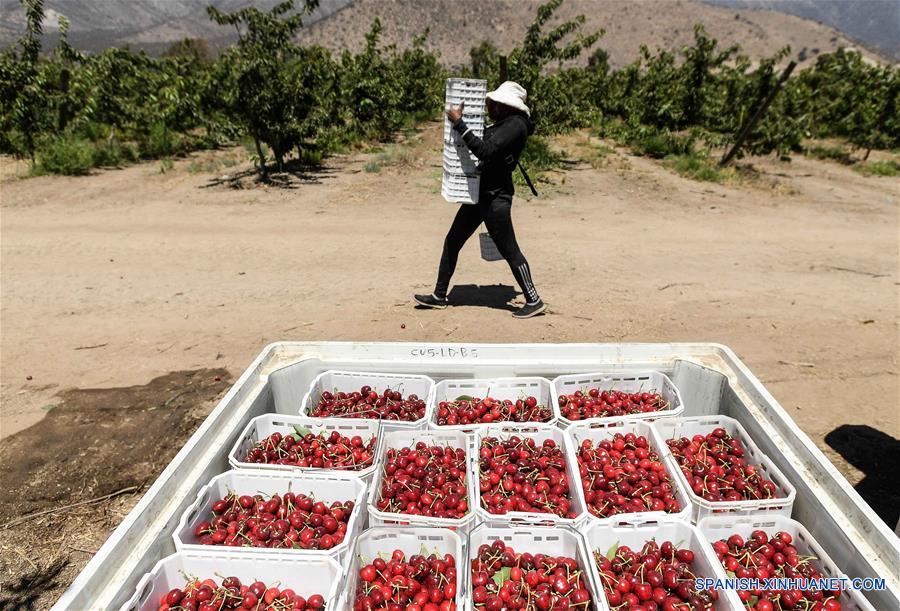  SANTIAGO, 18 diciembre, 2019 (Xinhua) -- Imagen del 5 de diciembre de 2019 de una agricultora transportando cajas de cerezas en la Finca Chicauma, en la comuna de Lampa, en Santiago, Chile. El 88 por ciento de las cerezas chilenas de exportación se enviaron a China en la temporada 2018/2019, lo que convirtió al país asiático en el principal destino de la fruta, un fenómeno que, según la Asociación de Exportadores de Frutas de Chile, se mantendría en 2020 con cifras históricas. (Xinhua/Jorge Villegas)