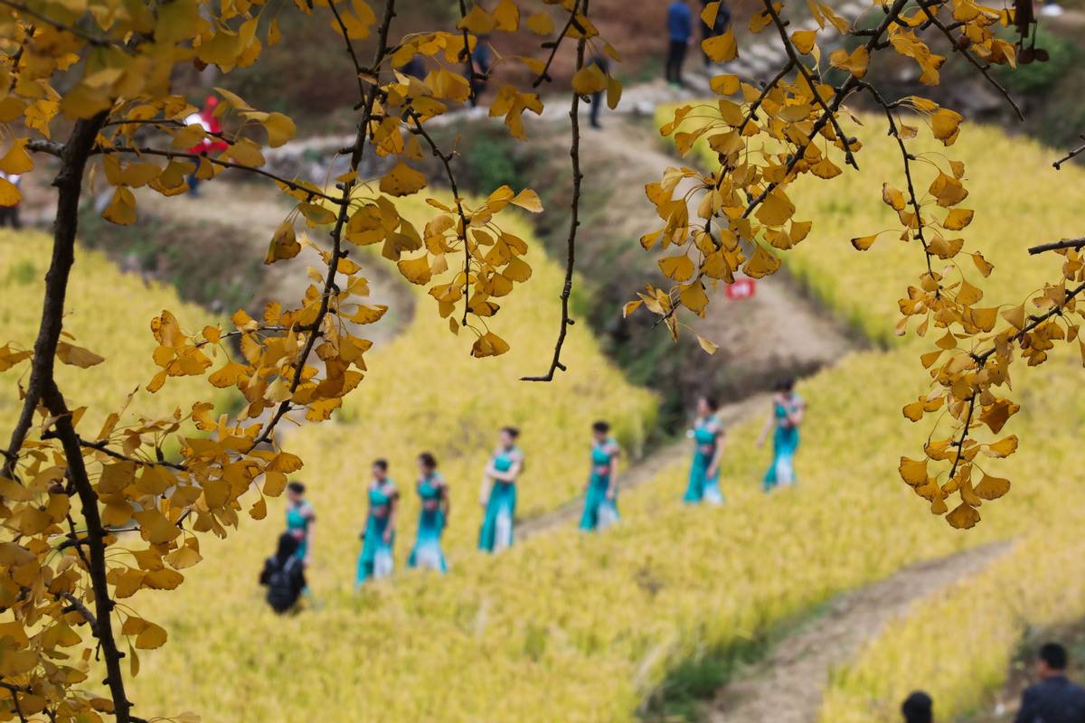 Un grupo de mujeres camina en fila a través de un campo, como un árbol de ginkgo delante en la aldea Zhinan de Taihuyuan, en Hangzhou, provincia de Zhejiang, este de China, el 1 de noviembre de 2020. [Foto / Xinhua]