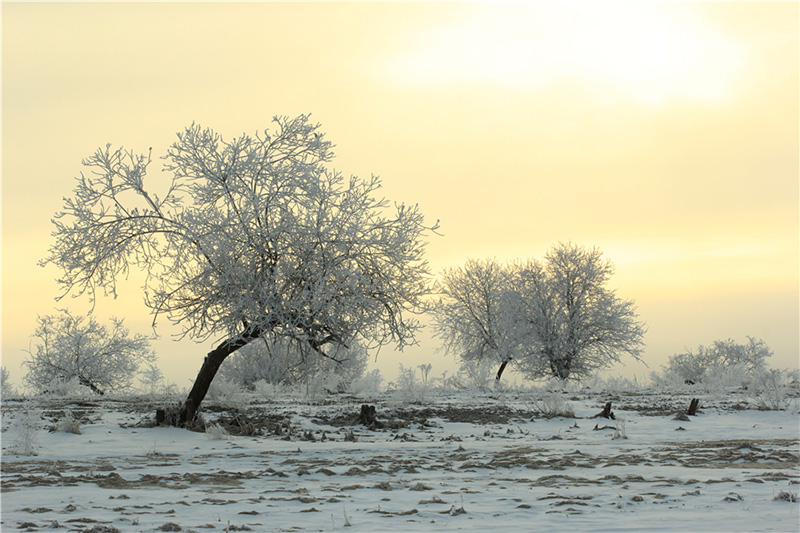 El hielo escarchado en los árboles crea un paisaje natural inusual, convirtiendo el condado Huma de la región de Daxinganling, provincia de Heilongjiang, en un paisaje de ensueño. [Foto de Shi Yuhai / para chinadaily.com.cn]
