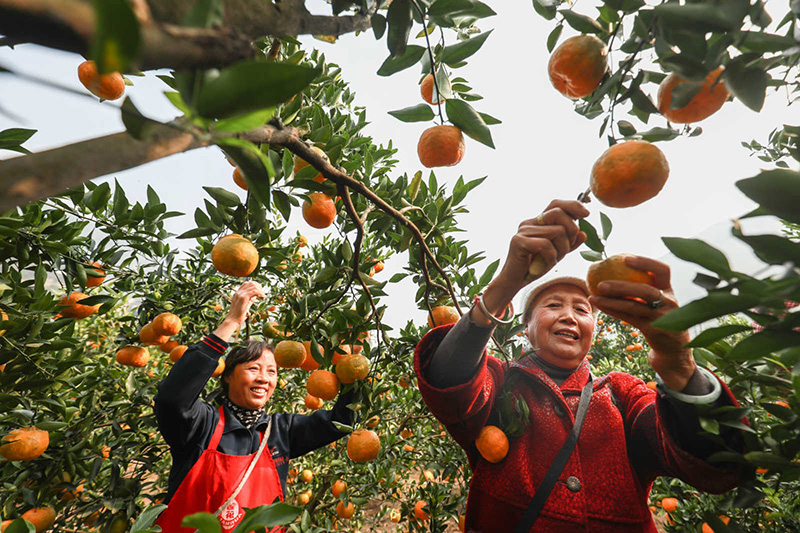 El 18 de noviembre, los aldeanos cosecharon naranjas en Dahe, municipio de Datun en el distrito Qixingguan, ciudad de Bijie, provincia de Guizhou. En los últimos años, la calidad de las naranjas en Dahe ha mejorado gradualmente, con un aumento significativo de la producción, lo que ha ayudado de manera efectiva a la población local a aliviar la pobreza y aumentar los ingresos. Chen Xi / Pueblo en Línea