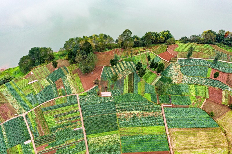 Base vegetal ecológica de Zhuhe, en Mingyue, provincia de Sichuan. (Foto: Qiu Haiying/ Pueblo en línea)