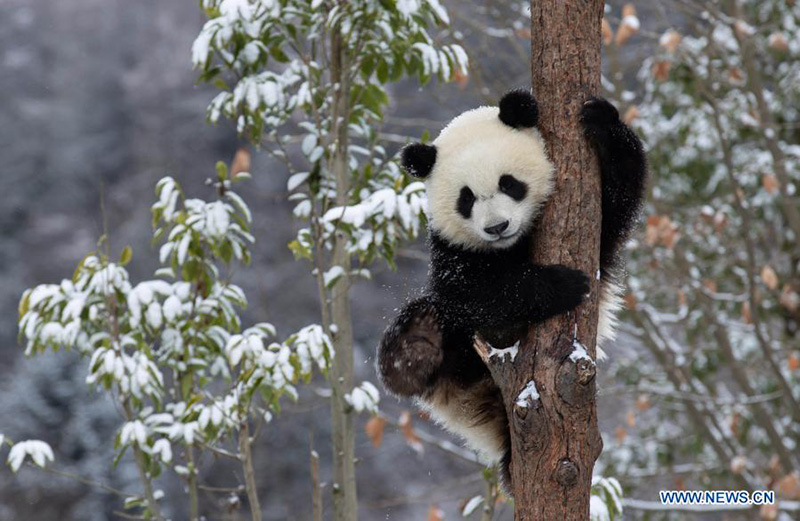 Pandas gigantes juegan después una nevada en la Reserva Natural Nacional de Wolong