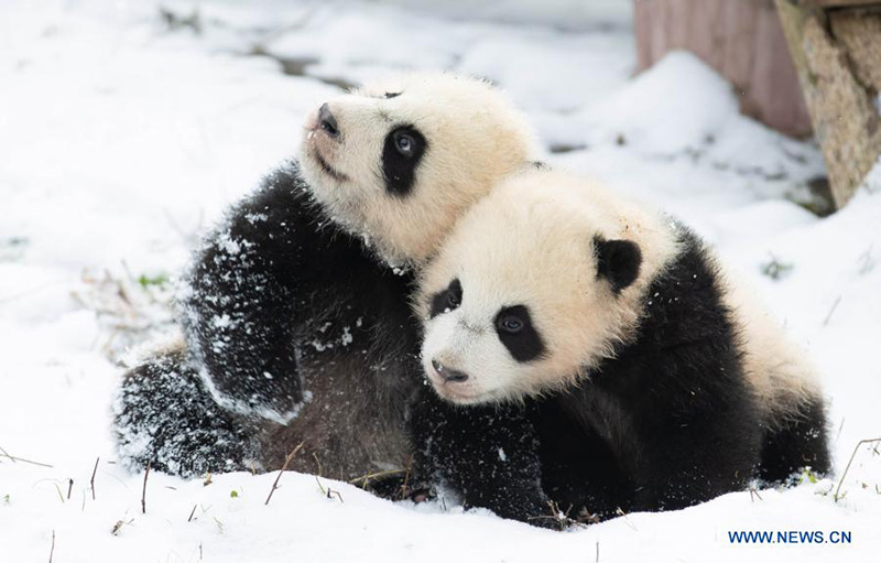 Pandas gigantes juegan después una nevada en la Reserva Natural Nacional de Wolong