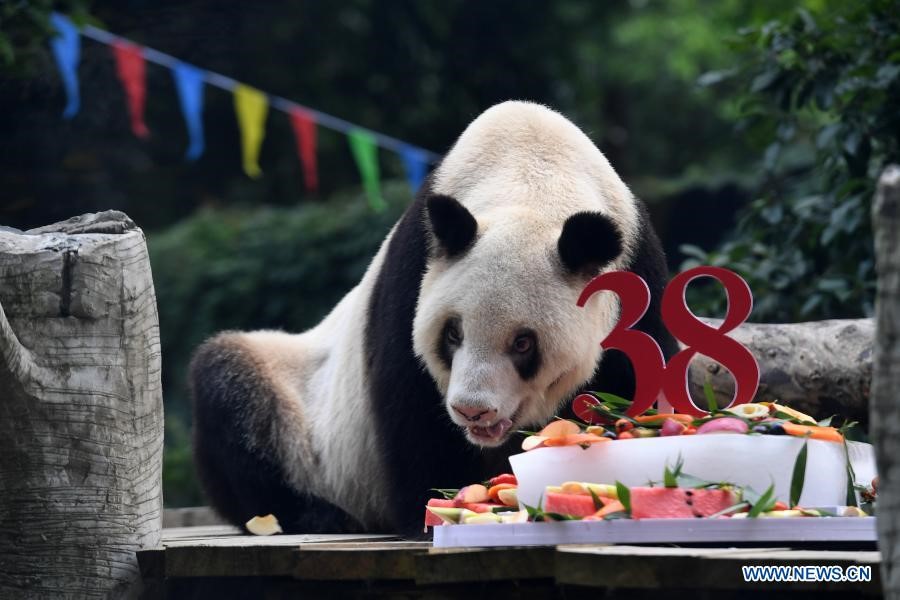 Xinxing, el panda gigante cautivo más longevo del mundo, murió el 8 de diciembre en el Zoológico de Chongqing. (Foto: Xinhua/ Tang Yi)