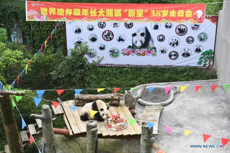 Xinxing, el panda gigante cautivo más longevo del mundo, murió el 8 de diciembre en el Zoológico de Chongqing. (Foto: Xinhua/ Tang Yi)