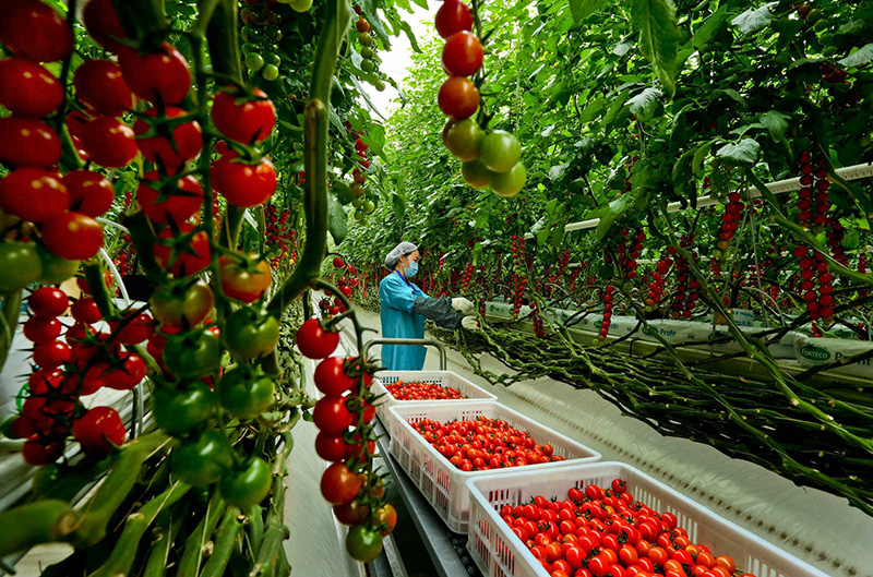 El 30 de julio, los trabajadores recogieron tomates en el taller de cultivo industrializado de hortalizas de un invernadero inteligente moderno de Haisheng, un proyecto de demostración agrícola en Zhangye, provincia de Gansu. Wang Jiang / Pueblo en Línea