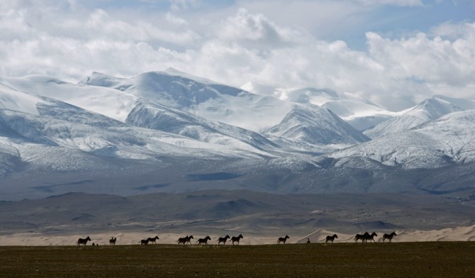 La foto muestra animales salvajes en el hermoso paisaje del Parque Nacional de Sanjiangyuan. (Foto proporcionada por la Oficina de Gestión del Parque Nacional de Sanjiangyuan)