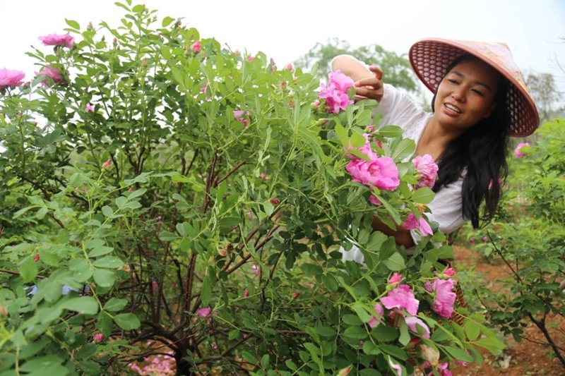 Ji Mei, retornada del extranjero, cultiva rosas en un jardín que dirige en la aldea Mojiazha, de Huzhou, provincia de Zhejiang, 24 de abril del 2019. (Foto: Pueblo en Línea/ Deng Dehua)