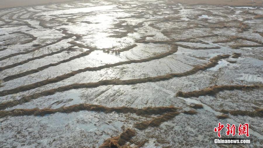Comienza la cosecha de juncos en el lago Bosten en Xinjiang