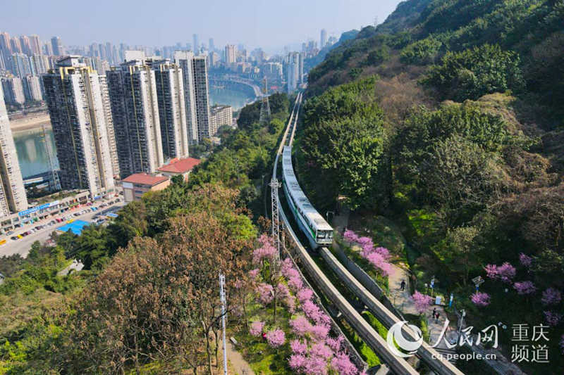 Los trenes circulan rodeados de flores de primavera en Chongqing