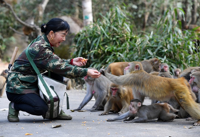 Wu Zhenhua, un guardabosques del condado de Yifeng, ciudad de Yichun, provincia de Jiangxi, en el este de China, alimenta a macacos salvajes, 3 de febrero (Foto de Zhou Liang / Pueblo en Línea)