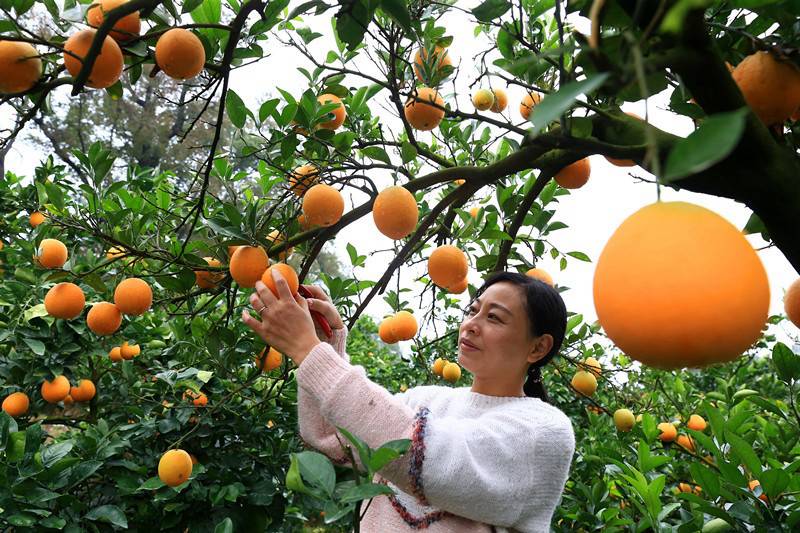 Una turista recoge naranjas navel en un huerto ecológico construido para conservar el agua y el suelo en el condado Yongfeng de Ji’an, provincia de Jiangxi, en el este de China, el 1 de diciembre de 2020 (Foto de Liu Haojun / Pueblo en Línea)