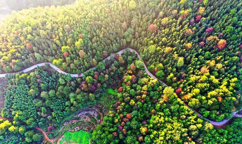 Parque Forestal Nacional de Jiahe, ciudad de Chenzhou, provincia de Hunan, el 11 de noviembre de 2020. Huang Chuntao / Pueblo en Línea