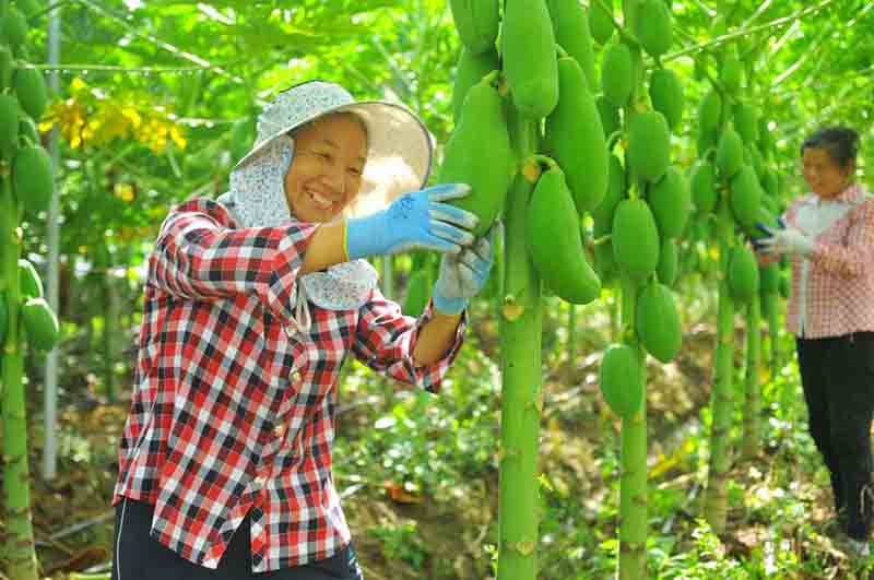 Los aldeanos recogen papayas en una base industrial de alivio de la pobreza en la aldea de Zhenghe, condado Quannan de Ganzhou, provincia de Jiangxi, en el este de China, 4 de agosto de 2020 (Foto de Chen Shengnian / Pueblo en Línea)