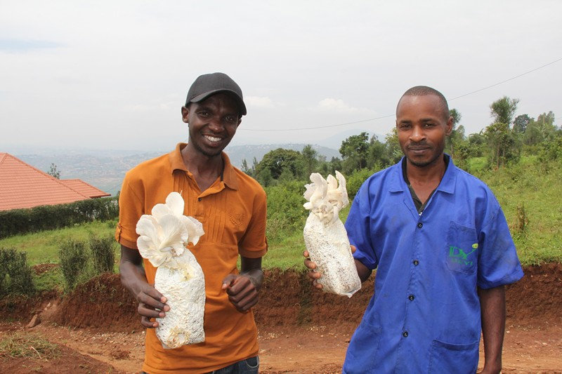 Agricultores de Kigali, exhiben setas cultivadas con tecnología china, Ruanda, 20 de julio del 2018. (Foto: Li Zhiwei/ Pueblo en Línea)