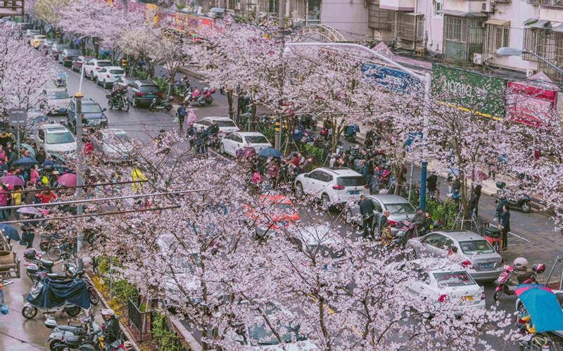 Cerezo en flor de la avenida Yongle, distrito Baoshan, Shanghai. [Foto: proporcionada a China Daily]