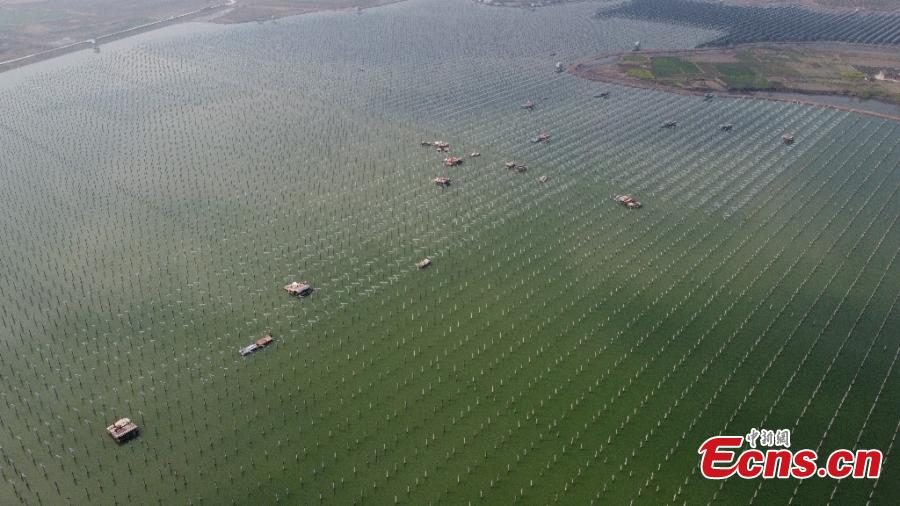 Proyecto sinérgico de recursos pesqueros y energía fotovoltaica actualmente en construcción en Anhui, China, 9 de marzo del 2021. (Foto: Servicio de Noticias de China)