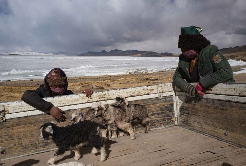 A medida que se acerca la primavera, los pastores y sus ovejas abandonan el lago antes de que el hielo se derrita y queden atrapados, Región Autónoma del Tíbet, 6 de marzo del 2021. (Foto: Purbu Tashi/ Xinhua)