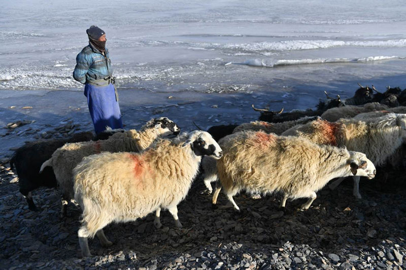Cuando arrecia el invierno, trasladar animales se torna una tarea titánica y difícil. Sin embargo, viajar por un lago congelado con miles de ovejas plantea un desafío aún mayor, Región Autónoma del Tíbet, 6 de marzo del 2021. (Foto: Sun Ruibo/ Xinhua)
