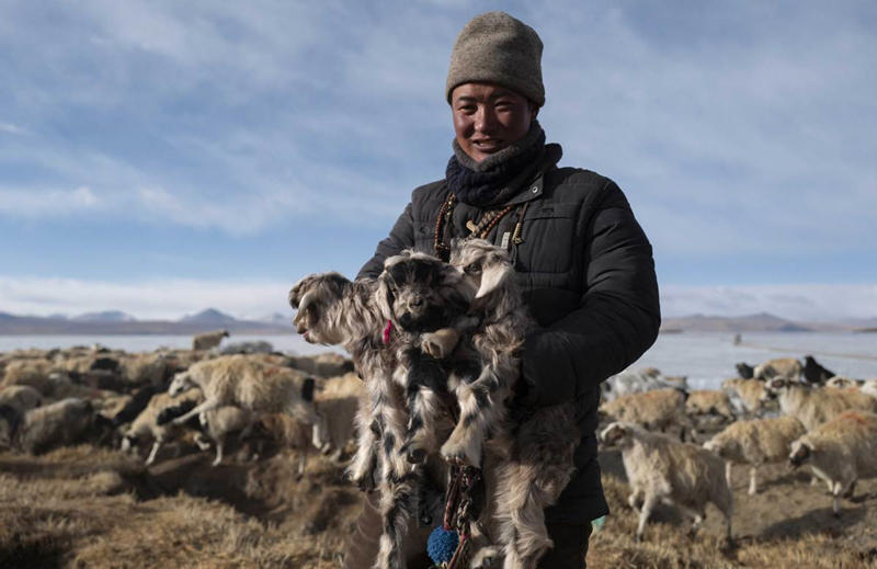 Un pastor y sus corderos junto al lago, Región Autónoma del Tíbet, 6 de marzo del 2021. (Foto: Purbu Tashi/ Xinhua)