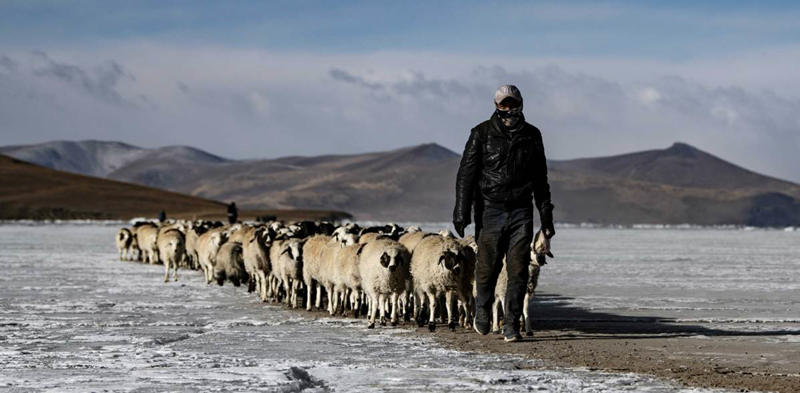 Un aldeano lleva una manada de ovejas a través del lago, Región Autónoma del Tíbet, 6 de marzo del 2021. (Foto: Sun Ruibo/ Xinhua)