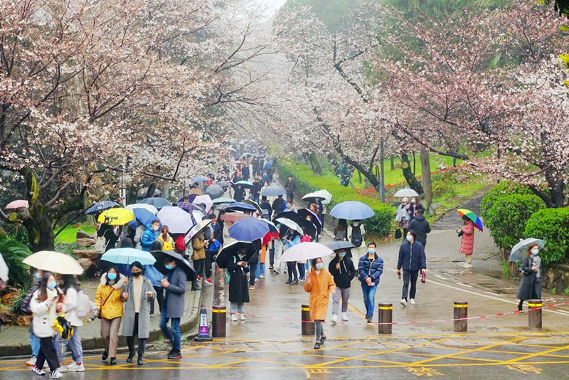 Foto tomada el 5 de marzo de 2021, muestra hermosas flores de cerezo en el campus de la Universidad de Wuhan, capital de la provincia de Hubei, en el centro de China. (Pueblo en Línea / Huang Min)