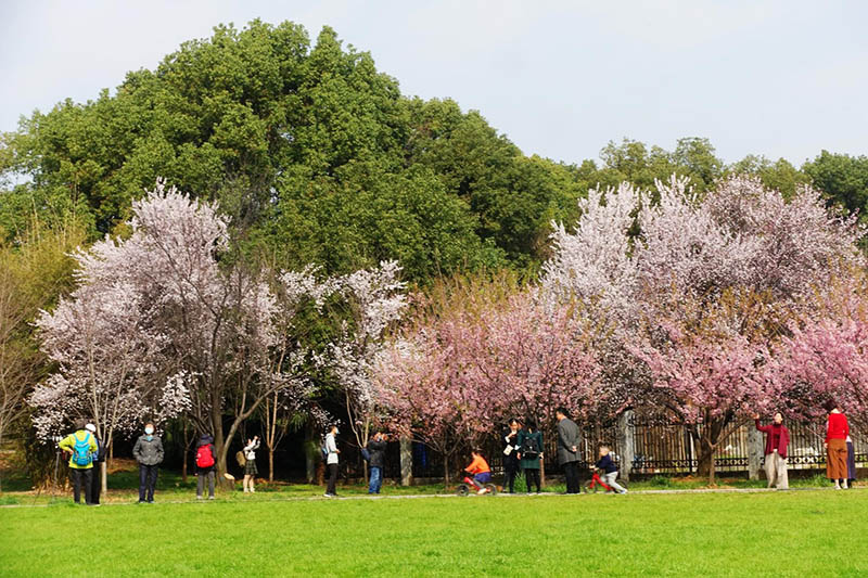 Los visitantes se hacen fotografías bajo los primeros cerezos en flor en el campus de la Universidad de Wuhan en Wuhan, capital de la provincia de Hubei, en el centro de China, el 23 de febrero de 2021 (Pueblo en Línea / Huang Min).