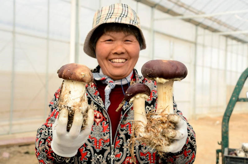 El 27 de febrero de 2021, los agricultores recogen setas en los invernaderos de la base de cultivo de setas en la aldea Heqiao de la ciudad de Taicang, provincia de Jiangsu, en el este de China. (Ji Haixin / Pueblo en Línea)