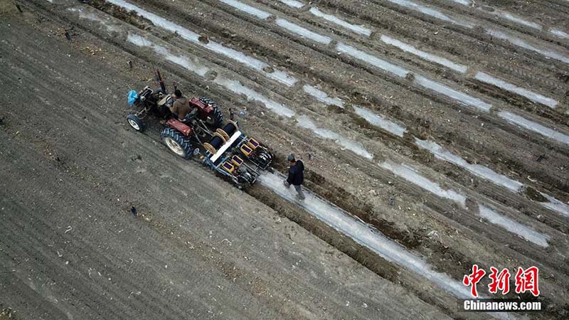 Comienza la temporada de plantación de algodón Xinjiang