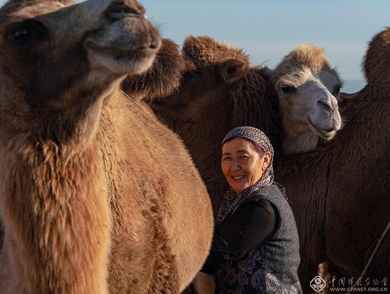 Pastora ordena a un camello en Tacheng, Xinjiang. [Foto: Cui Li/cpanet.org.cn]