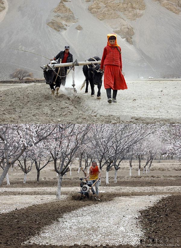 Antes se utilizaba el ganado para arar. Hoy en día hay maquinaria en Xinjiang para trabajar los campos de cultivo. [Foto: Han Shuanzhu/cpanet.org.cn]
