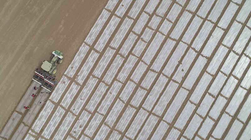 Máquina agrícola no tripulada siembra semillas de algodón en una granja de alto nivel de Yaqa, Kuqa, Región Autónoma de Xinjiang Uygur, 26 de marzo del 2021. (Foto: Pueblo en Línea / Yuan Huanhuan)