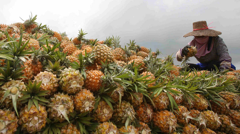 Piñas recién cosechadas en Qujie, condado de Xuwen en Zhanjiang, provincia de Guangdong. [Foto: Zheng Erqi/ China Daily]