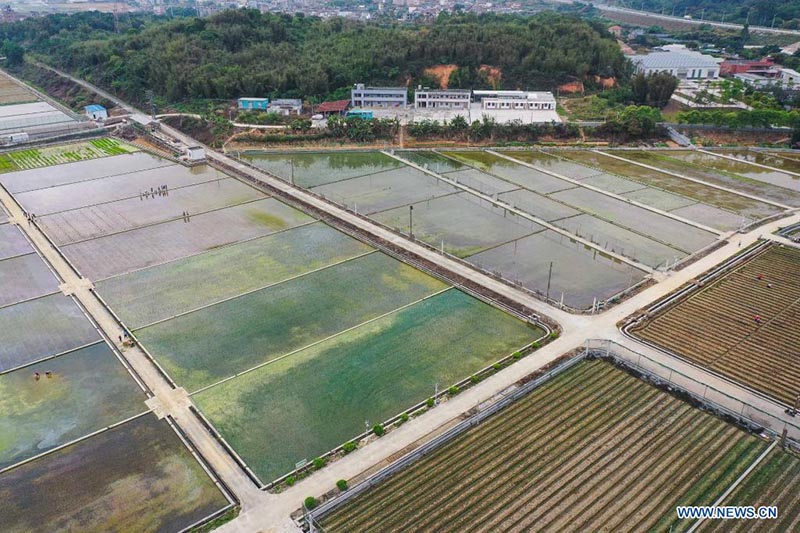 Foto tomada con un dron el 29 de marzo de 2021 muestra a investigadores trasplantando plántulas de arroz desarrolladas a partir de semillas que en el pasado hicieron un viaje de ida y vuelta a la Luna a bordo de la sonda Chang'e 5, en un campo experimental de la Universidad Agrícola del Sur de China en Zengcheng, Guangzhou, capital de la provincia china de Guangdong. 