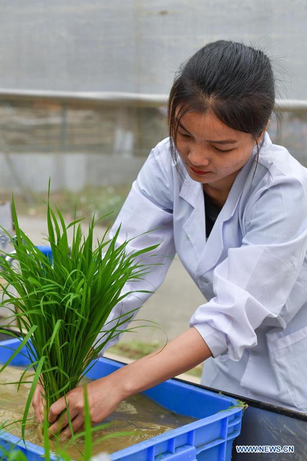 Una investigadora empaqueta plántulas de arroz desarrolladas a partir de semillas que en el pasado hicieron un viaje de ida y vuelta a la Luna a bordo de la sonda Chang'e 5, en un campo experimental de la Universidad Agrícola del Sur de China en Zengcheng, Guangzhou, capital de la provincia china de Guangdong.