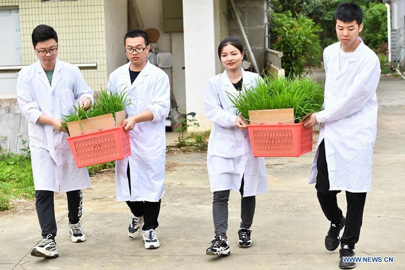 Los investigadores mueven plántulas de arroz desarrolladas a partir de semillas que en el pasado hicieron un viaje de ida y vuelta a la Luna a bordo de la sonda Chang'e 5, en un campo experimental de la Universidad Agrícola del Sur de China en Zengcheng, Guangzhou, capital de la provincia china de Guangdong.