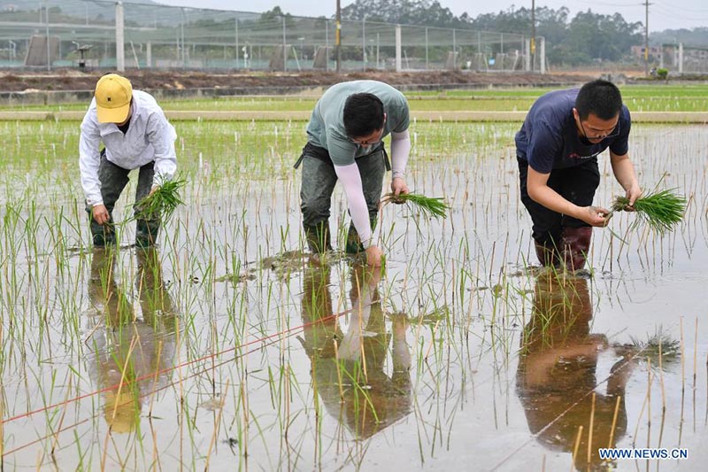 Foto del 29 de marzo de 2021 muestra a investigadores trasplantando plántulas de arroz desarrolladas a partir de semillas que en el pasado hicieron un viaje de ida y vuelta a la Luna a bordo de la sonda Chang'e 5, en un campo experimental de la Universidad Agrícola del Sur de China en Zengcheng, Guangzhou, capital de la provincia china de Guangdong.