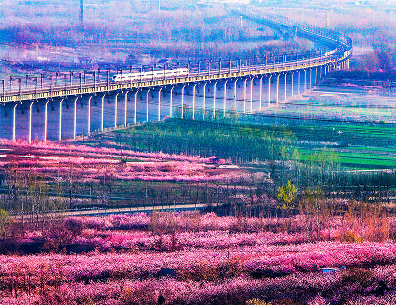 Un tren de alta velocidad pasa por los campos de flores en una sección de la vía férrea Qingdao-Yancheng. (Lyv Hengwei / Para chinadaily.com.cn)