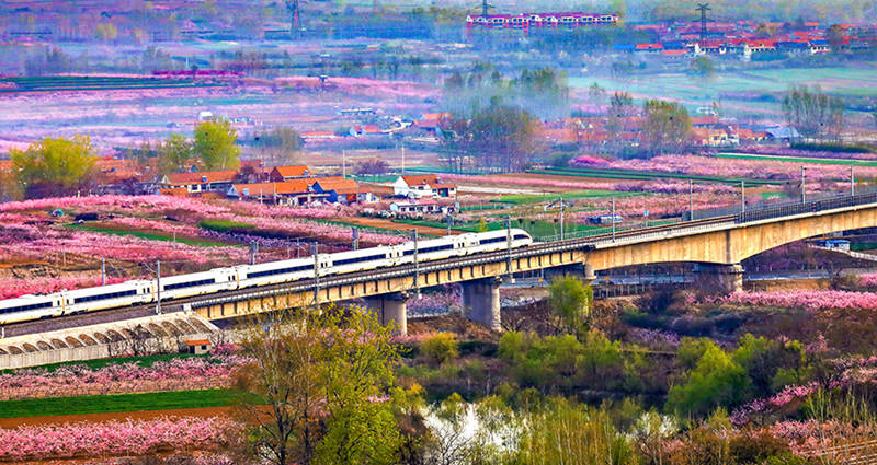 Un tren de alta velocidad pasa por los campos de flores en una sección de la vía férrea Qingdao-Yancheng. (Lyv Hengwei / Para chinadaily.com.cn)
