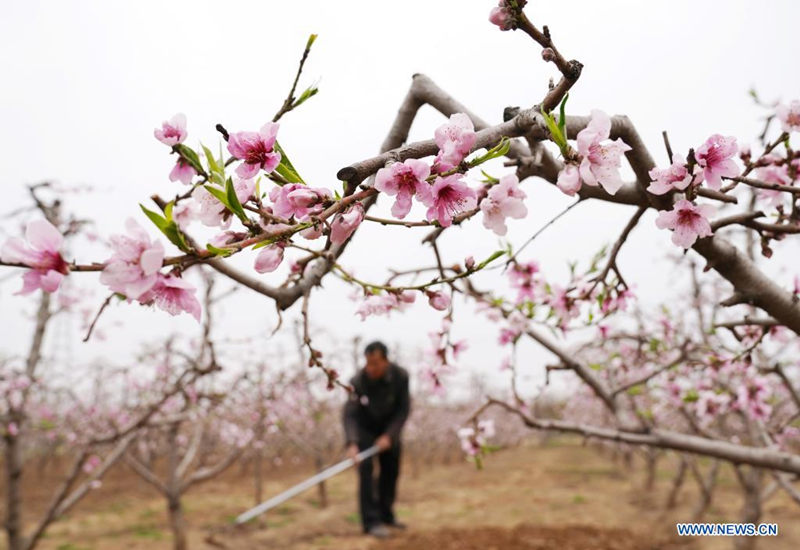 Granjero cultiva un huerto de melocotones en Hekou, provincia de Hebei, 5 de abril del 2021. [Foto: Xinhua]