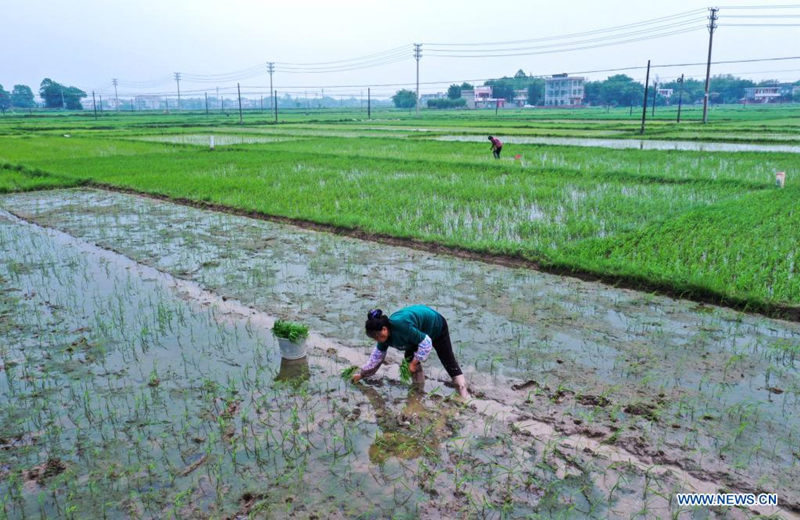 Agricultores trabajan en los cultivos de arroz de la aldea Hengshan, Qinzhou, Región Autónoma de Guangxi Zhuang. Tras el Festival Qingming, y a medida que las temperaturas aumentan, a lo largo y ancho del país la agricultura china entra en pleno apogeo, 5 de abril del 2021. [Foto: Xinhua]