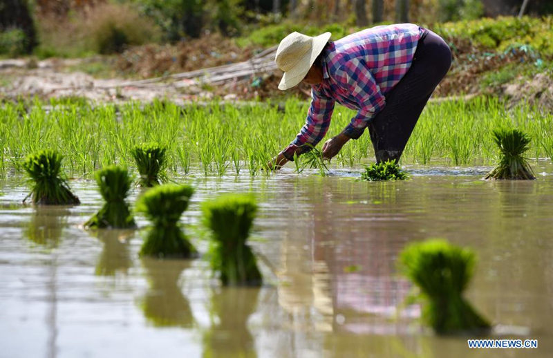 Agricultor trabaja el cultivo de arroz en Guangpo, provincia de Hainan, 5 de abril del 2021. [Foto: Xinhua]