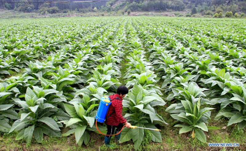 Un agricultor trabaja en Chaxi, provincia de Fujian, 5 de abril del 2021. [Foto: Xinhua]