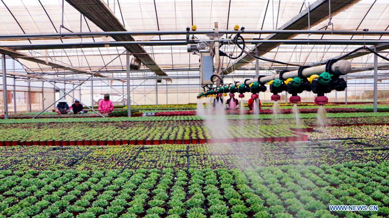 Riego de plantas en macetas dentro de un moderno parque demostrativo de la industria agrícola en Huize, provincia de Yunnan, 4 de abril del 2021. [Foto: Xinhua]