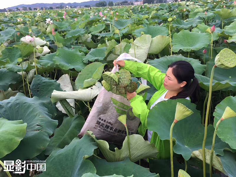 Rao Chunhong recoge semillas de loto. [Foto / Xinhua]